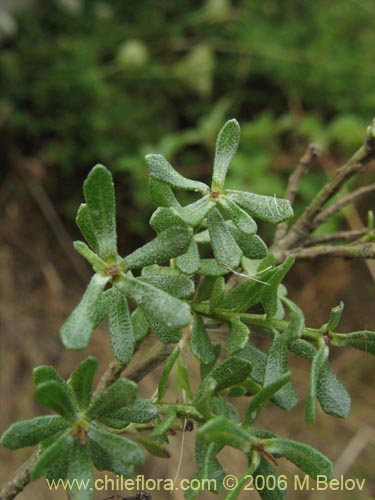 Bild von Baccharis rhomboidalis (baccharis L.Maule). Klicken Sie, um den Ausschnitt zu vergrössern.